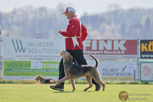 Airedale Terrier Zino von Haus Schirmer